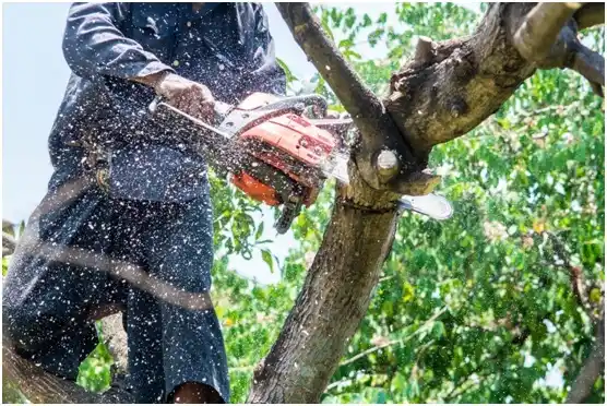 tree services Sour Lake